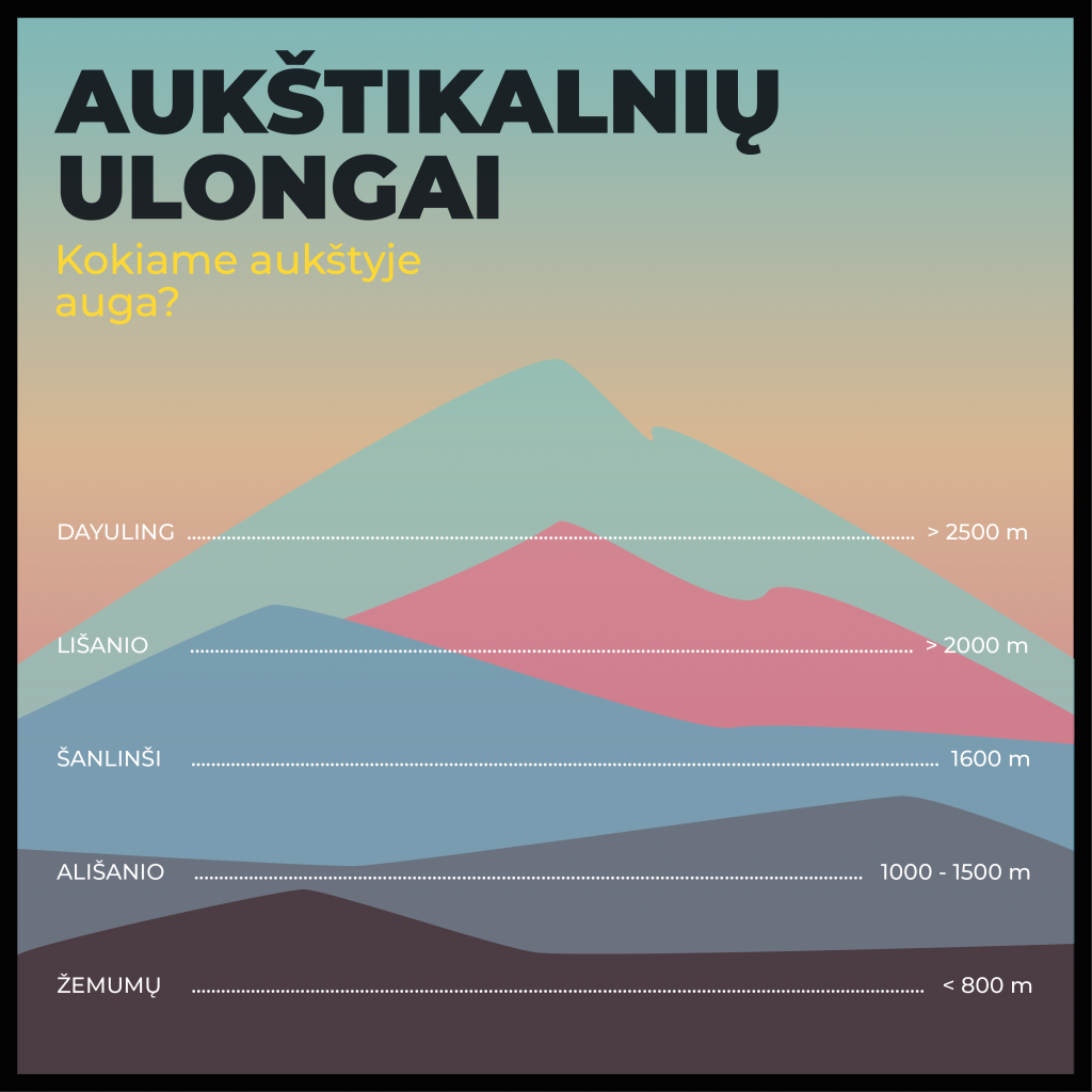 Taivano aukštikalnių ulongai